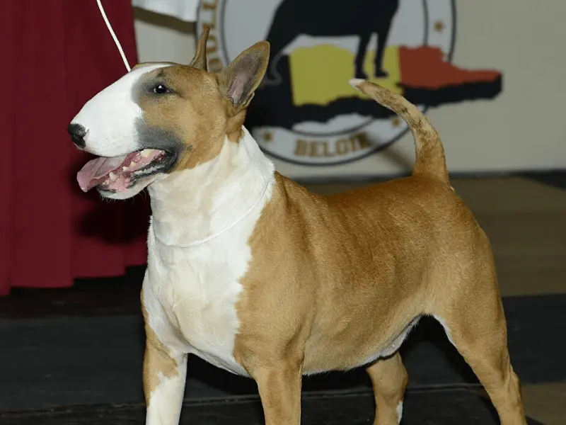 Miniature Bullterrier