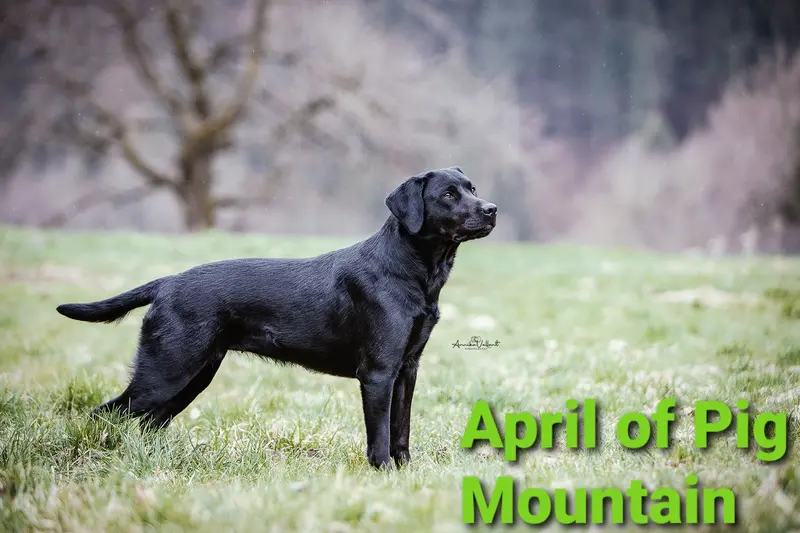 April of Pig Mountain 