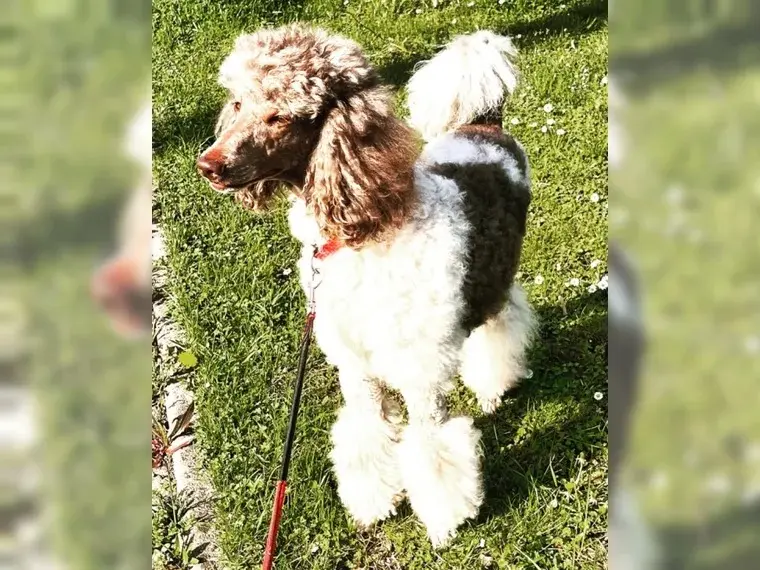 Lady Luna