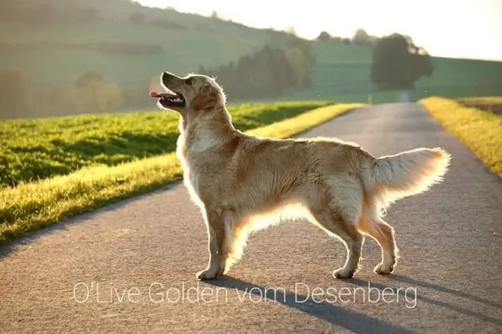 Olive Golden vom Desenberg
