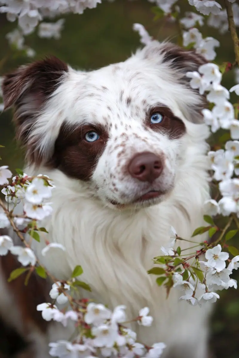 FROSTY- Border Collie Deckrüde main gallery image