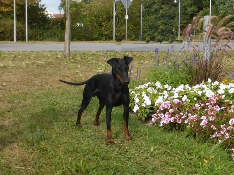 Ecky King vom Trajan