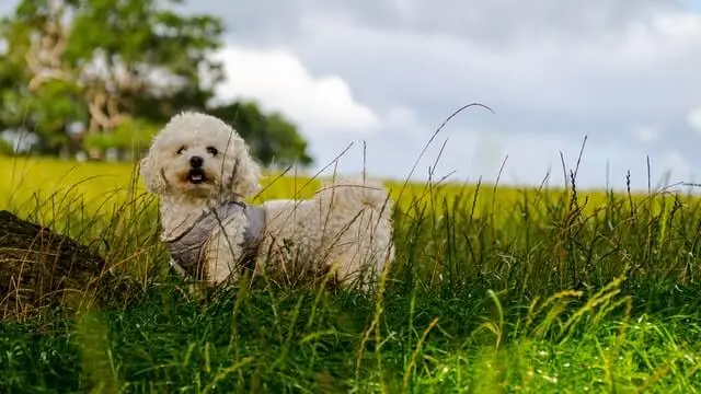 Bichon Frisé Puppies for Sale: Costs, Breeders & Tips