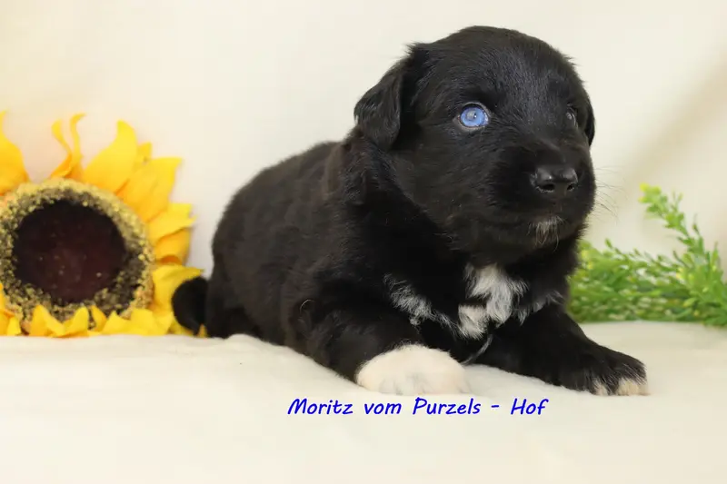 Moritz