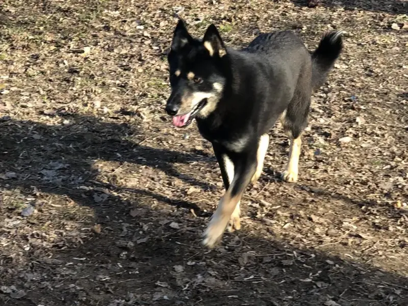 Wolf – Schäferhund-Mix