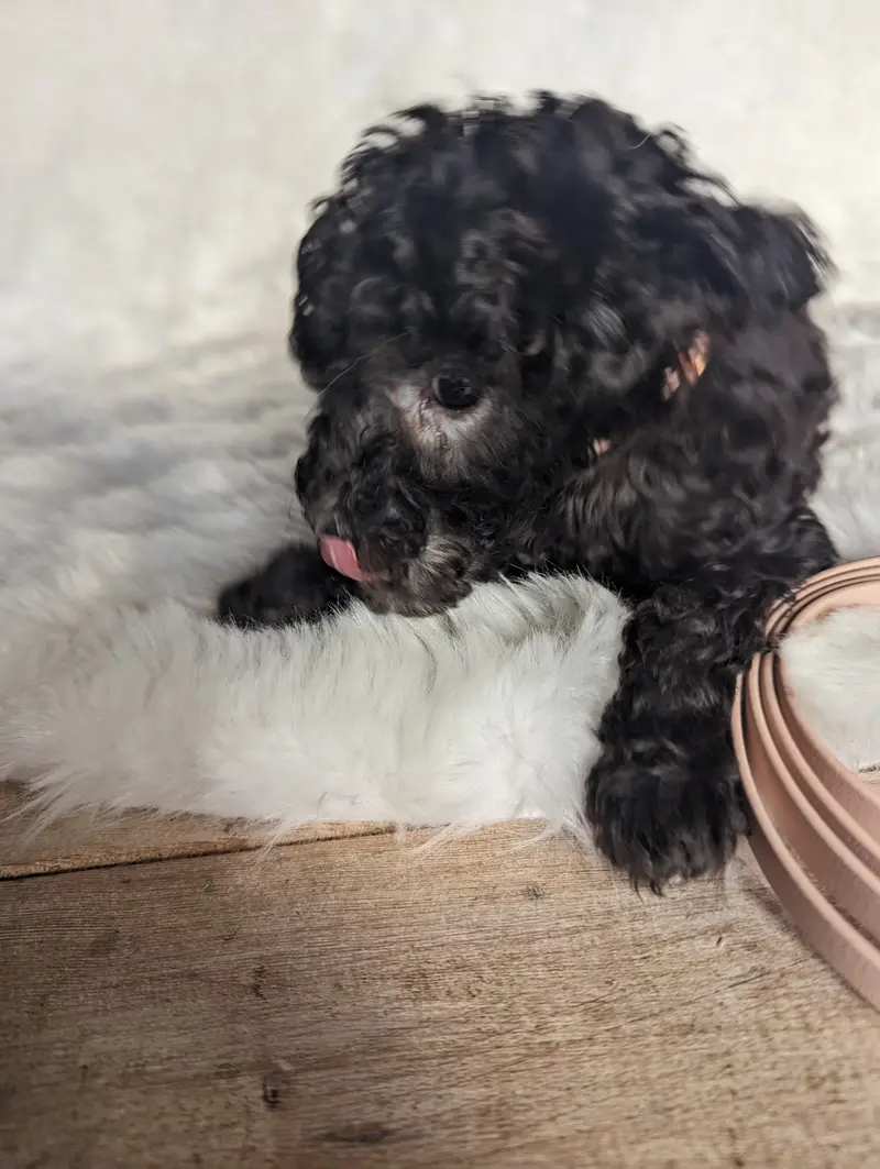 Josie