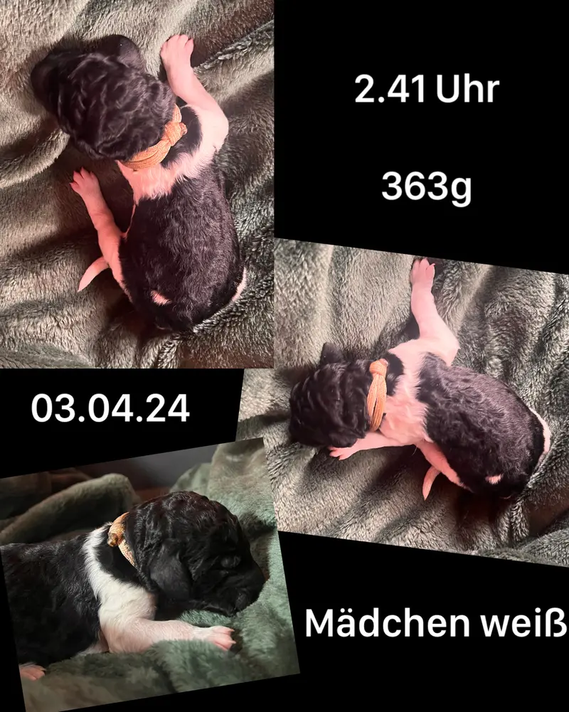 Weiß