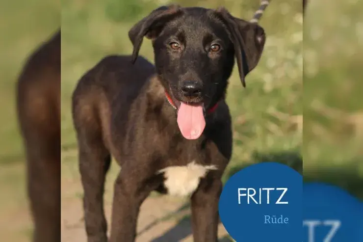 Fritz main gallery image