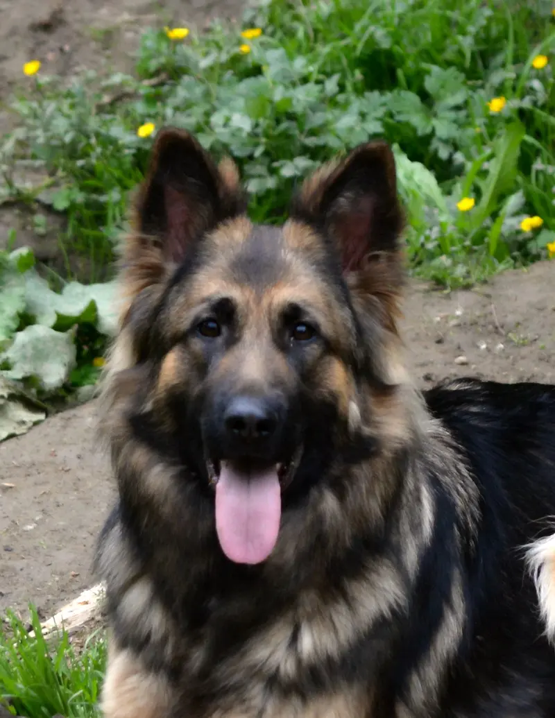 Fiby aus dem Waldquellental