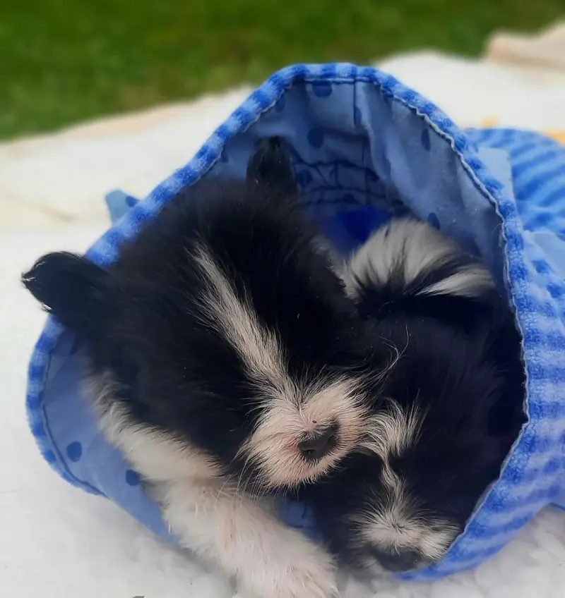 Papillon von der Schmetterlingsliebe main gallery image