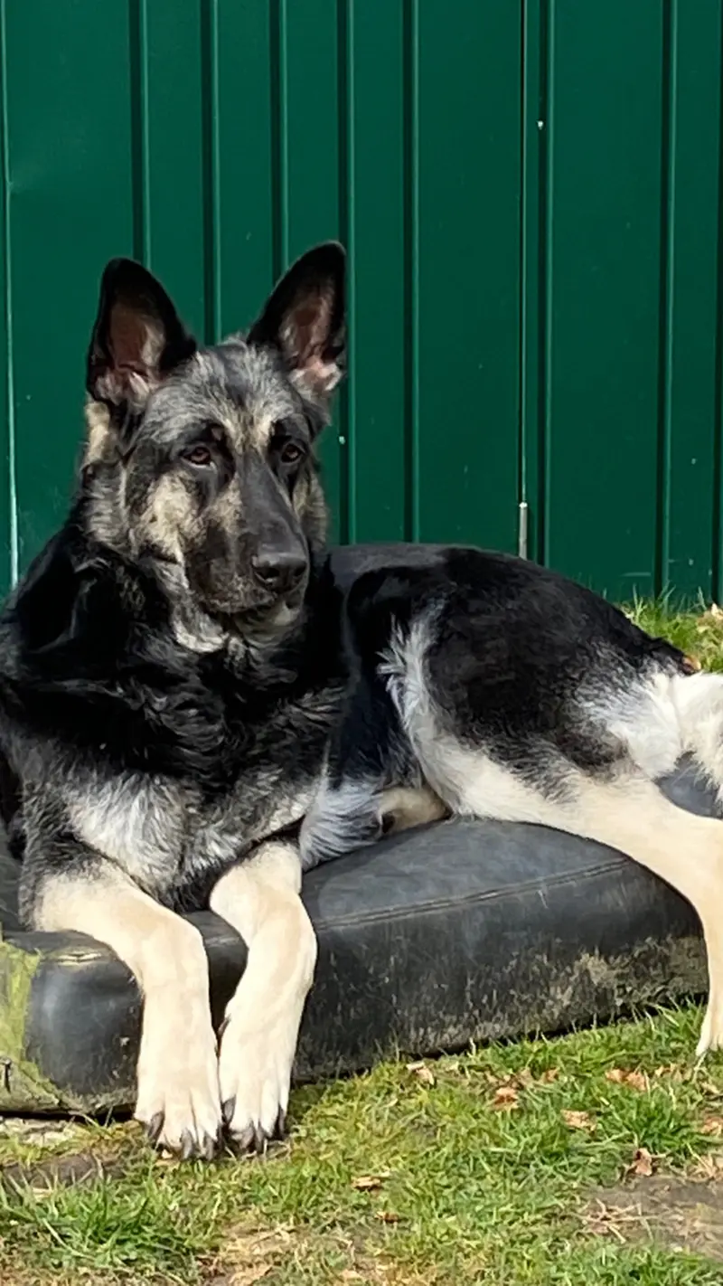 Belladonna von Olymp 
