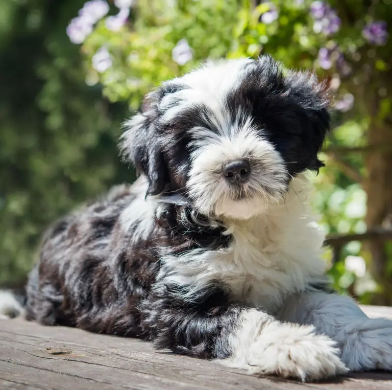Tibetansk terrier temperament & sind: Passer den til dig?
