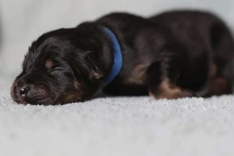 Foto van het nest: Puppy