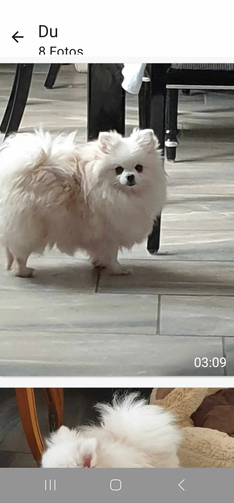 Best Pom Color Angelika Milk