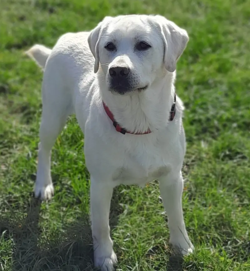 Multichampion weißer Labrador Deckrüde gekört Rö. 0/0 GRSK gen. 210 fach 0/0 – štěně Labrador Retriever