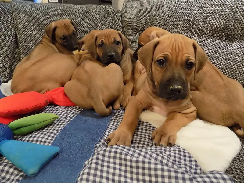 Zdjęcie miotu: Puppy