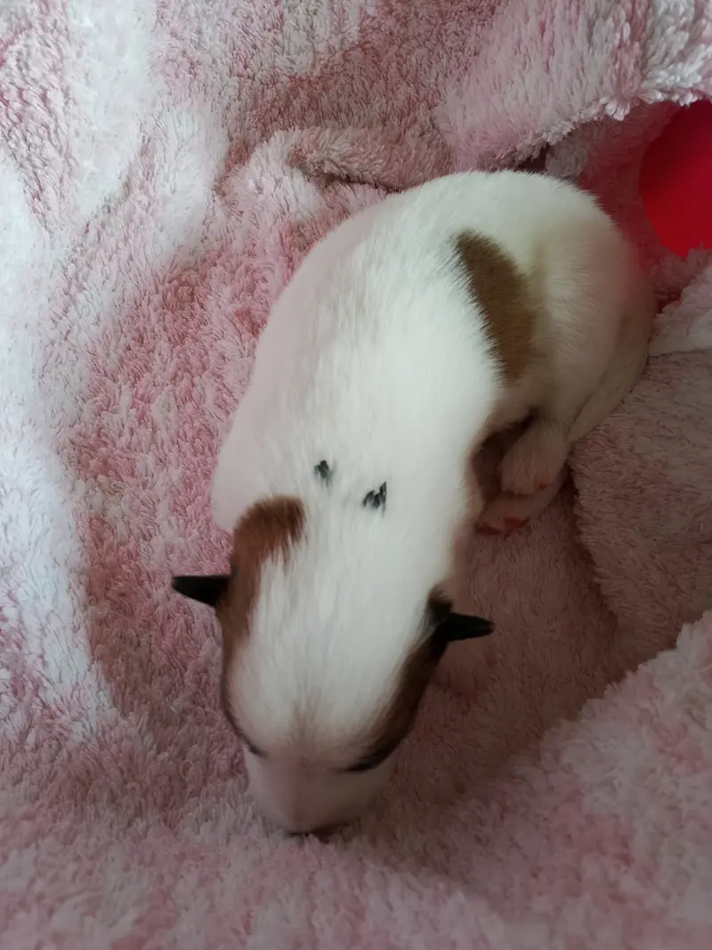 Cedric