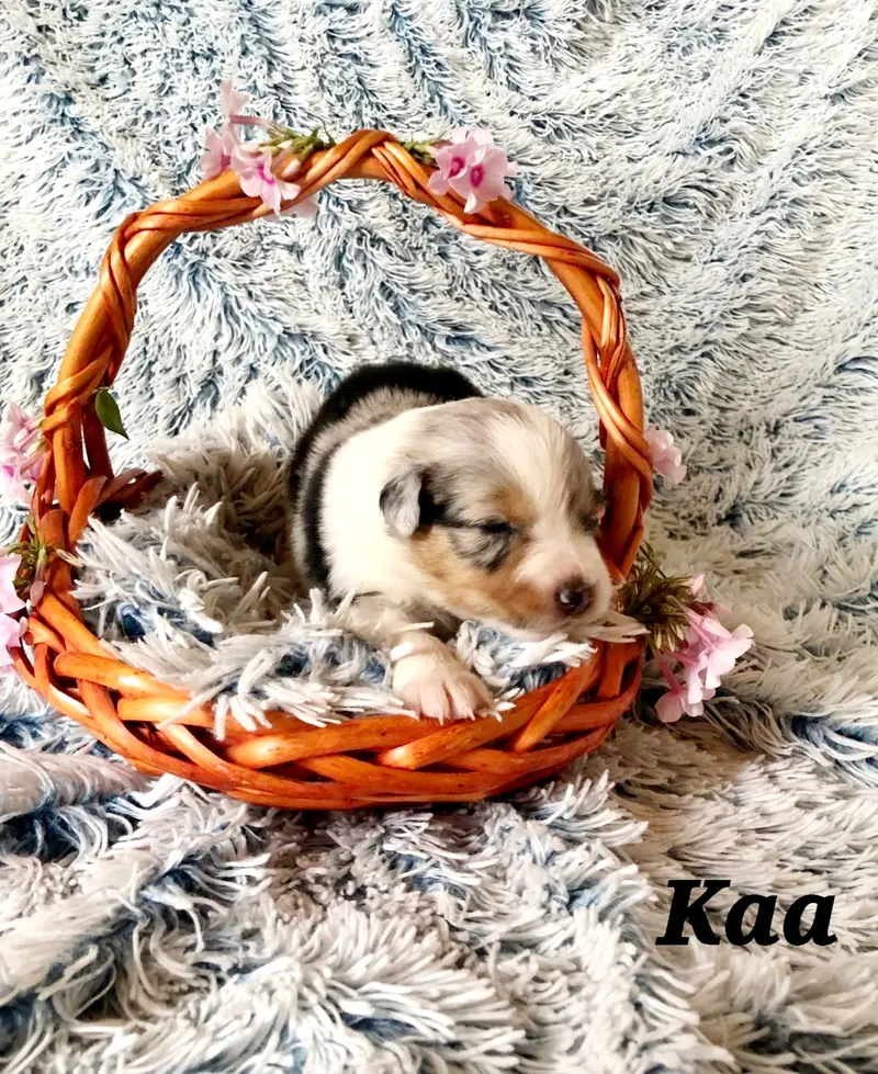 Kaa