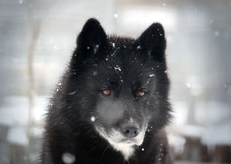 "Timber" Huckleberry of Snow Wolf Valley