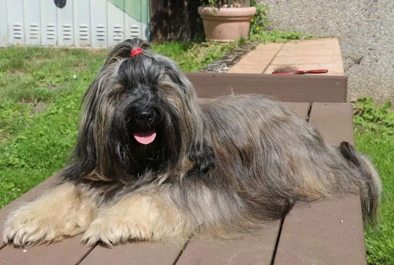 X´Tashi Khyil von Kirata