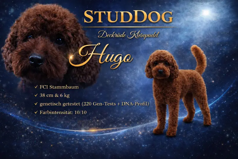 Deckrüde Kleinpudel dark-red, Intensität:10/10 (embark), steht zur Verfügung, mit Papieren main gallery image