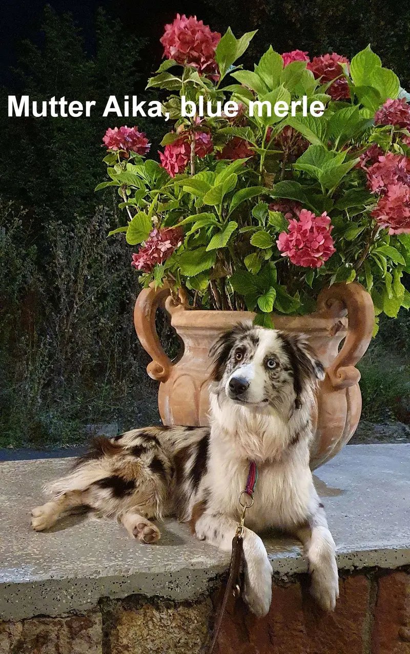 Willow Trees' Aika