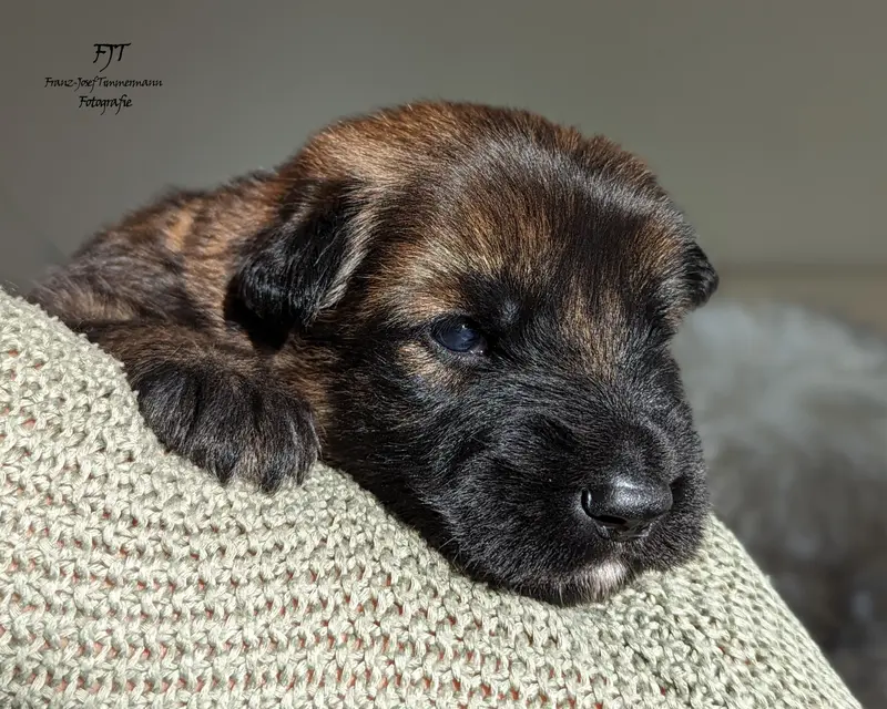 Fritz