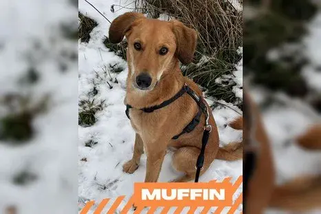 Muffin main gallery image