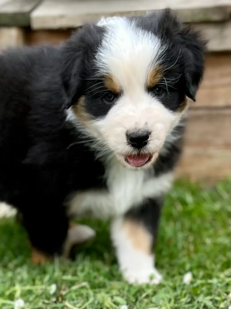 Ben