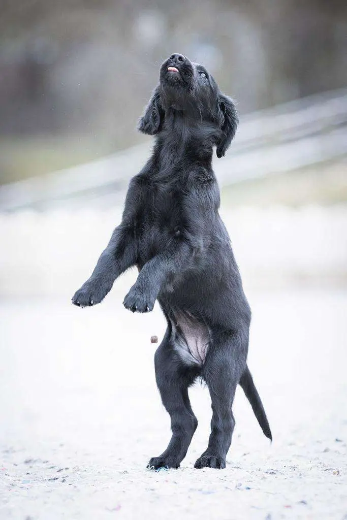 Flat Coated Retriever von Equinox main gallery image