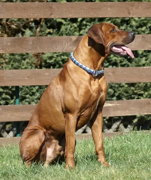 Rhodesian Ridgeback of Maputo main gallery image