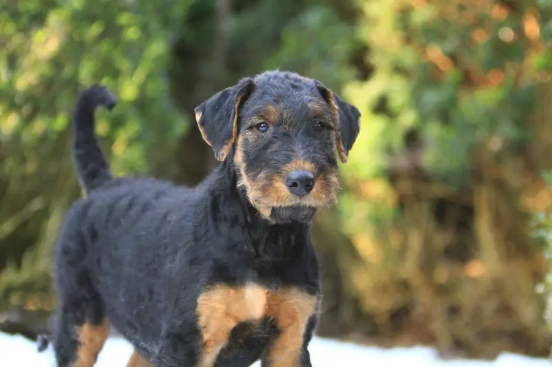 Airedale Terrier - Welpen – جرو Airedale Terrier