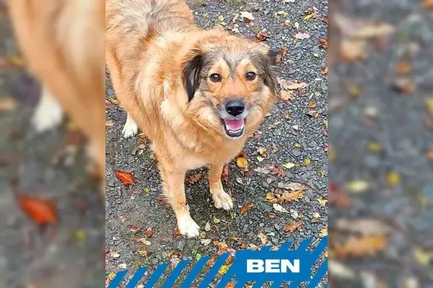 Ben main gallery image