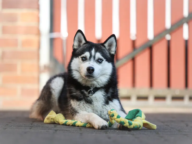 Mystic Falls Pomsky Minihuskys main gallery image