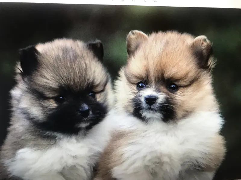 Gusti und Grisu