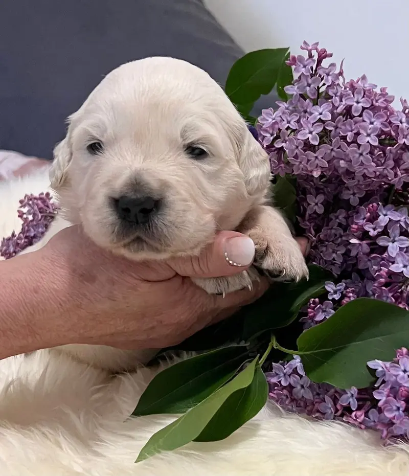 Unsere Welpen Golden Retriever Showlinie m. P. main gallery image