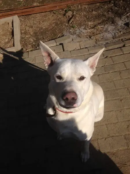 Finn