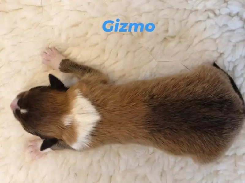 Gizmo von der Brettachwiese