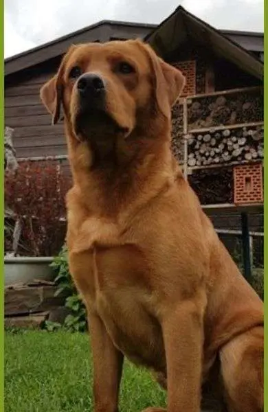 Deckrüde Boss