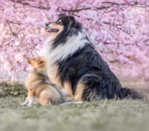 Magic Highland Collies main gallery image
