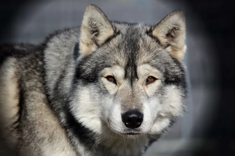 "Diego" of Snow Wolf Valley