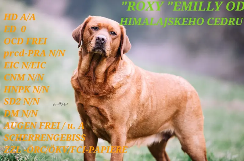 Emilly od Himalajskeho cedru 
