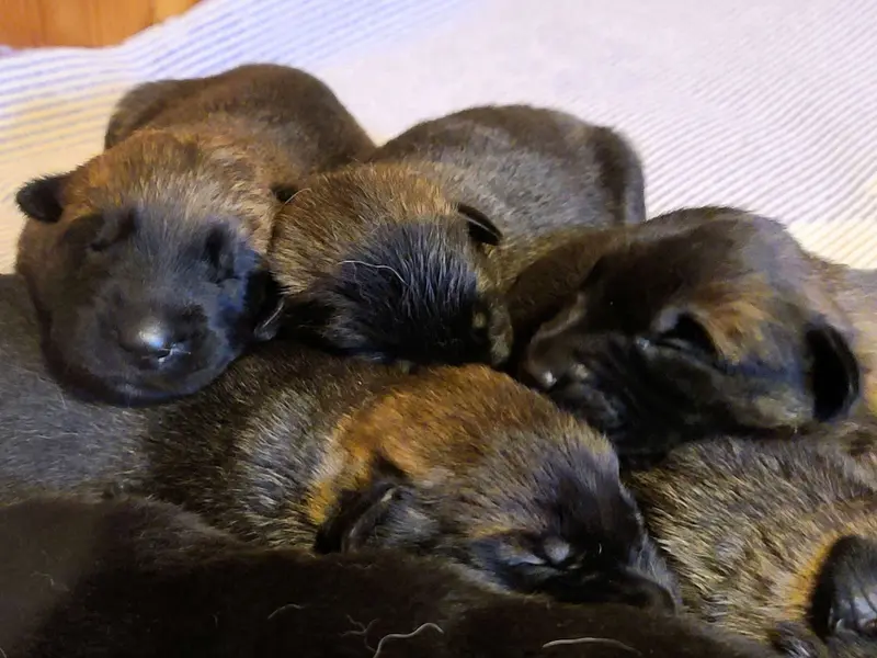 Foto des Wurfs: Puppy