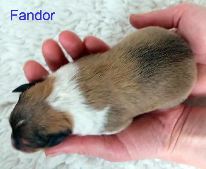 Fandor