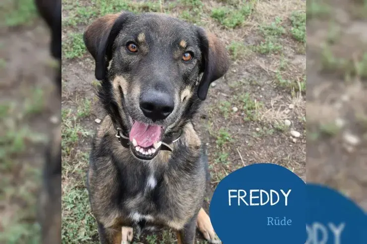 Freddy main gallery image