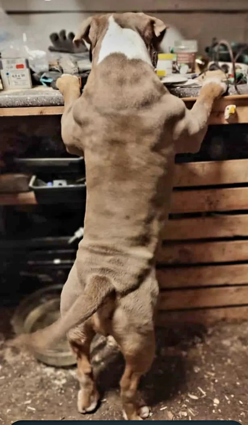 Heartbreaker-Bulldogs Buddy 
