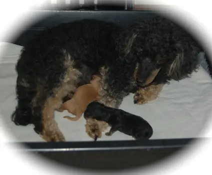 Ronja vom Taubenhof