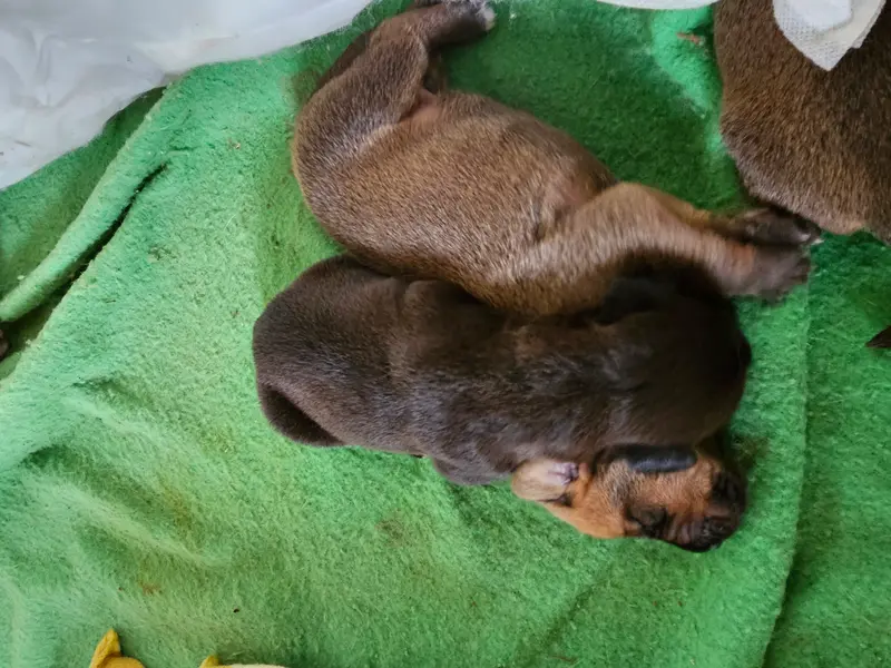 Balu