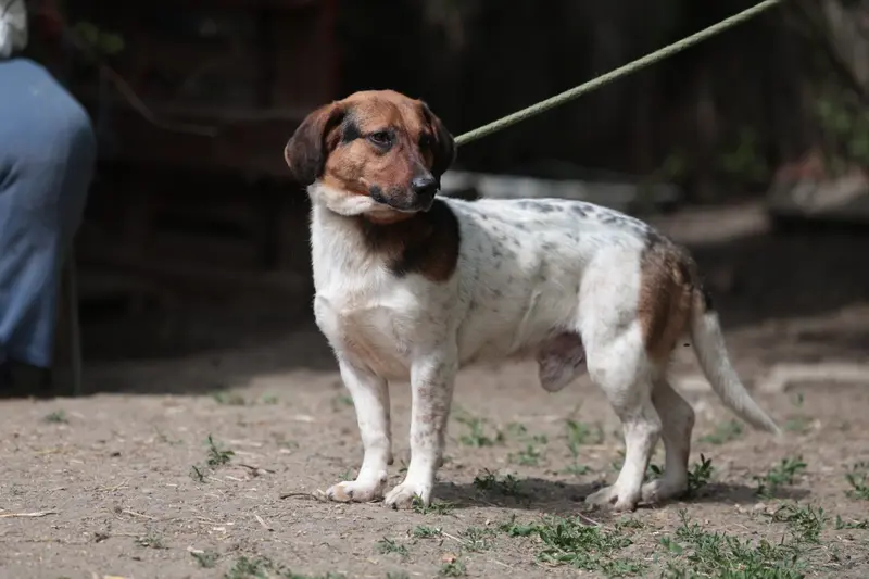 Klecks – Bracke-Beagle Mix
