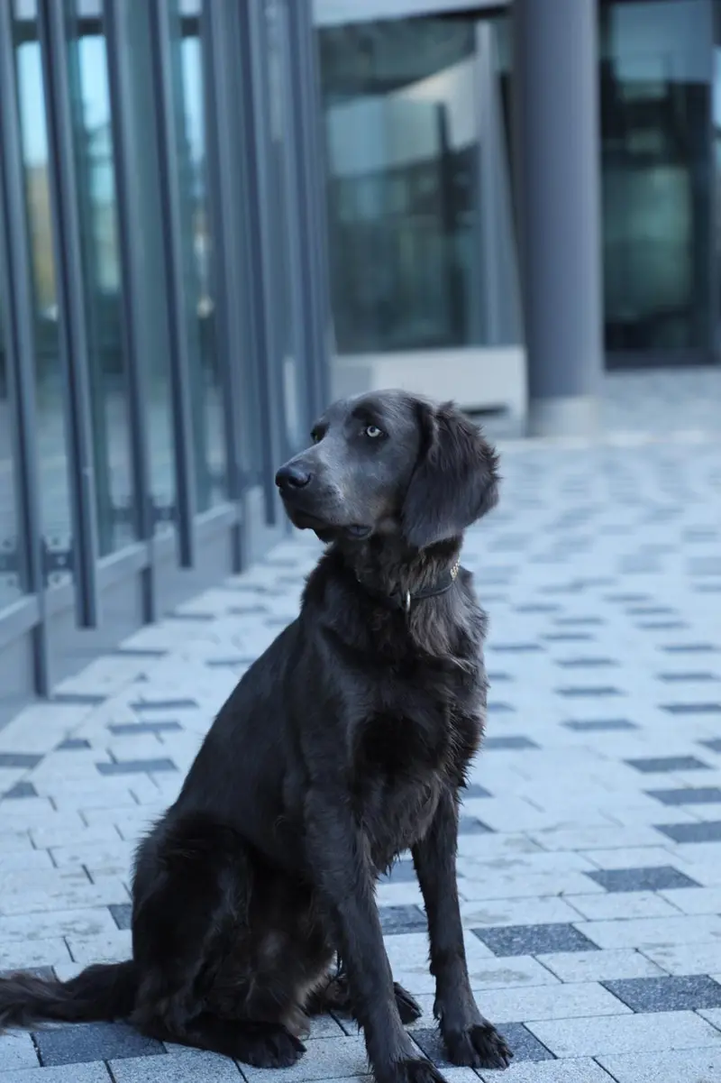 Sir Henry of royal Diamonds 